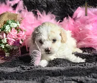 Valentina, a female Poodle - Toy  for sale in Binger, OK – Photo 5 of 7