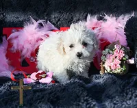 Valentina, a female Poodle - Toy  for sale in Binger, OK – Photo 1 of 7