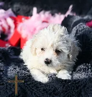 Valentina, a female Poodle - Toy  for sale in Binger, OK – Photo 2 of 7