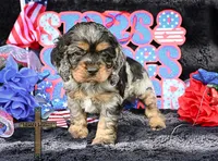 Oliver, a male Cocker Spaniel for sale in Binger, OK – 2 of 3