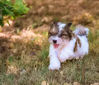 Theodore, a male Shichon for sale in Binger, OK – 4 of 5