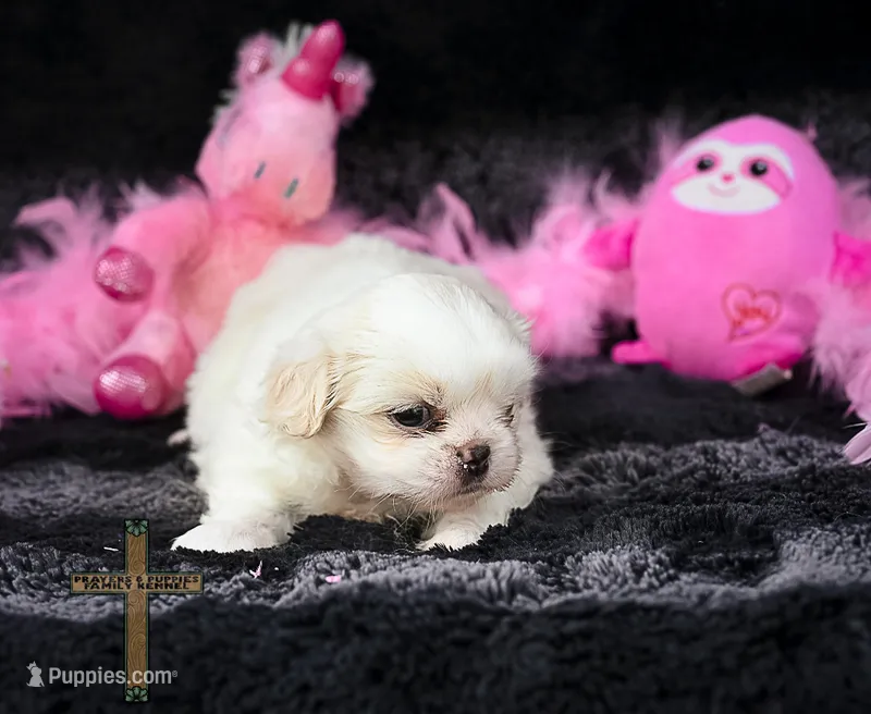 Belle – Pekingese puppy for sale in Binger, OK