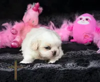 Belle, a female Pekingese for sale in Binger, OK – 1 of 2