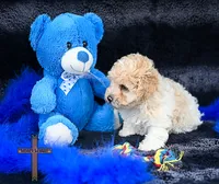 Fabio, a male Poodle - Toy  for sale in Binger, OK – 5 of 5