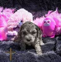 Ruby, a female Cockapoo for sale in Binger, OK – Photo 1 of 5