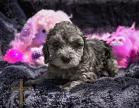 Ruby, a female Cockapoo for sale in Binger, OK – Photo 3 of 5