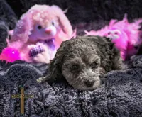 Ruby, a female Cockapoo for sale in Binger, OK – Photo 5 of 5