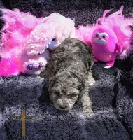 Ruby, a female Cockapoo for sale in Binger, OK – Photo 2 of 5