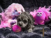 Ruby, a female Cockapoo for sale in Binger, OK – Photo 4 of 5