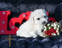 processed/a2435fd7-4b6c-4d6d-b18d-7fcf917d2a95/listing/4c2a2e02-3f33-497f-bcc3-33ad74e5f244/21a92d64-e6b2-47b4-89fd-bb8817f40db7