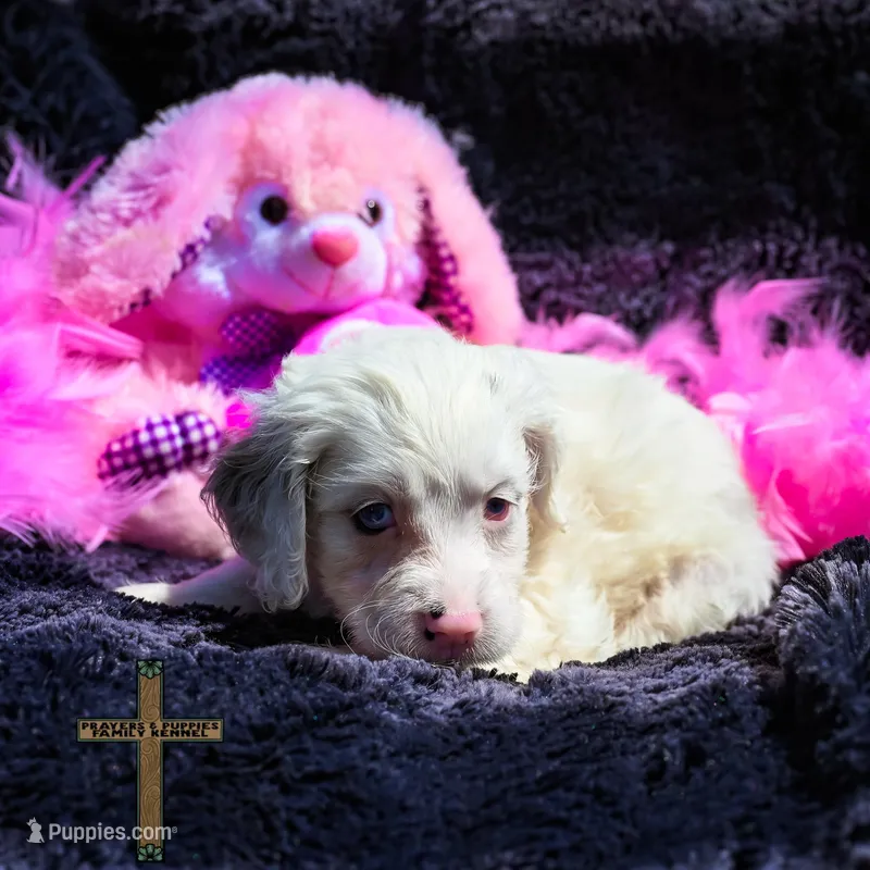 Willow – Cockapoo puppy for sale in Binger, OK