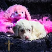 Willow, a female Cockapoo for sale in Binger, OK – Photo 1 of 4