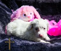 Willow, a female Cockapoo for sale in Binger, OK – Photo 4 of 4