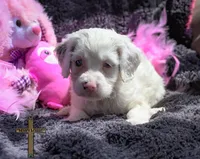 Willow, a female Cockapoo for sale in Binger, OK – Photo 2 of 4