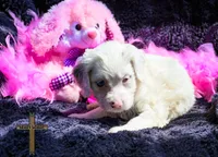 Willow, a female Cockapoo for sale in Binger, OK – Photo 3 of 4