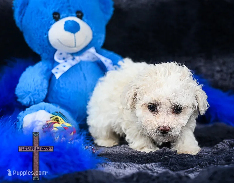 Snow – Poodle - Toy  puppy for sale in Binger, OK
