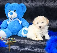 Felix , a male Poodle - Toy  for sale in Binger, OK – 3 of 4