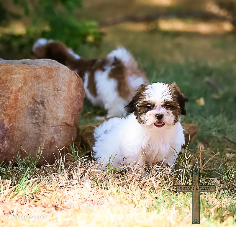 Patty – Shichon puppy for sale in Binger, OK