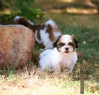 Patty, a female Shichon for sale in Binger, OK – 1 of 9