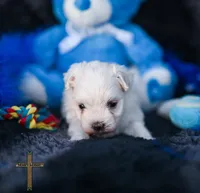 Prince , a male Maltese for sale in Binger, OK – 4 of 6
