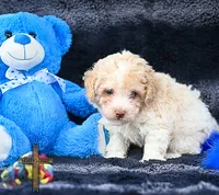 Lewis, a male Poodle - Toy  for sale in Binger, OK – 2 of 4