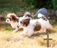 Patty, a female Shichon for sale in Binger, OK – 9 of 9