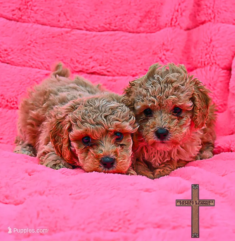 Millie – Poodle - Toy  puppy for sale in Binger, OK