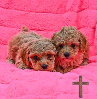 Millie, a female Poodle - Toy  for sale in Binger, OK – 1 of 3