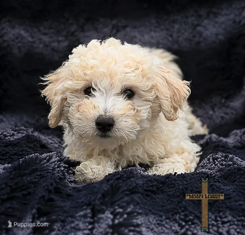Theo – Poochon puppy for sale in Binger, OK