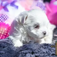 Bella , a female Maltese for sale in Binger, OK – Photo 3 of 3