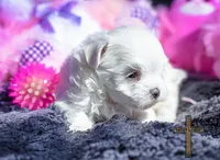 Bella , a female Maltese for sale in Binger, OK – Photo 3 of 3