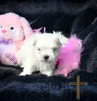 Bella , a female Maltese for sale in Binger, OK – Photo 3 of 4