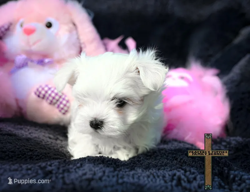 Bella  – Maltese puppy for sale in Binger, OK