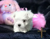Bella , a female Maltese for sale in Binger, OK – Photo 1 of 4