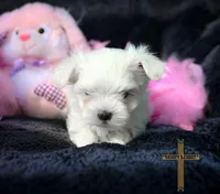 Bella , a female Maltese for sale in Binger, OK – Photo 4 of 4