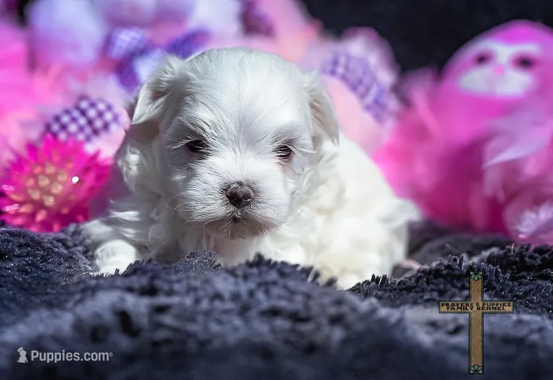 Bella , a female Maltese for sale in Binger, OK – Photo 1 of 3