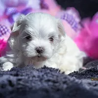 Bella , a female Maltese for sale in Binger, OK – Photo 1 of 3