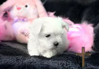 Bella , a female Maltese for sale in Binger, OK – Photo 2 of 4
