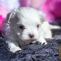 Bella , a female Maltese for sale in Binger, OK – Photo 2 of 3