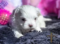 Bella , a female Maltese for sale in Binger, OK – Photo 2 of 3