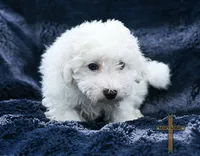 Duke, a male Bichon Frise for sale in Binger, OK – 3 of 3