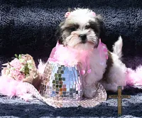 Patty, a female Shichon for sale in Binger, OK – 8 of 9