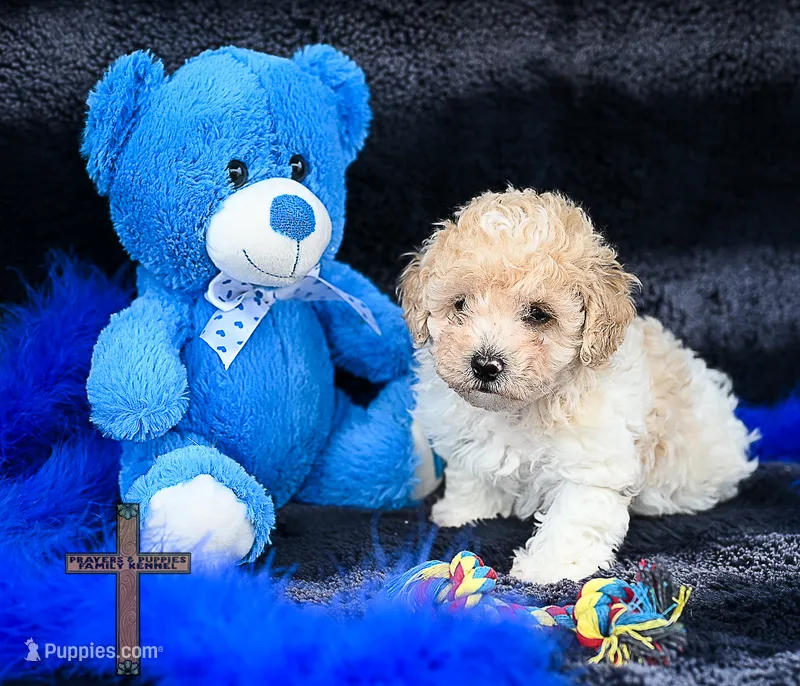 Fabio – Poodle - Toy  puppy for sale in Binger, OK