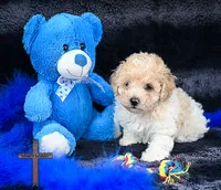 Fabio, a male Poodle - Toy  for sale in Binger, OK – 1 of 5