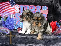 Oliver, a male Cocker Spaniel for sale in Binger, OK – 3 of 3