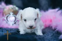 Pearl , a female Maltese for sale in Binger, OK – 4 of 4