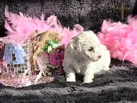 Dove, a female Poodle - Toy  for sale in Binger, OK – Photo 5 of 5