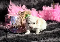 Dove, a female Poodle - Toy  for sale in Binger, OK – Photo 1 of 5