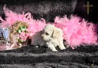 Dove, a female Poodle - Toy  for sale in Binger, OK – Photo 3 of 5