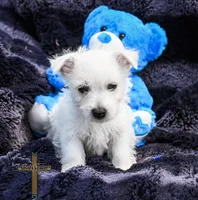 Tyler , a male West Highland White Terrier for sale in Binger, OK – Photo 2 of 2